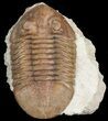Asaphus Plautini Trilobite - Large For Species #46009-3